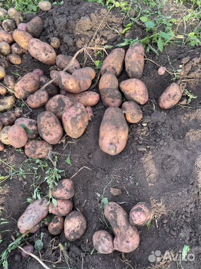 Семенной картофель