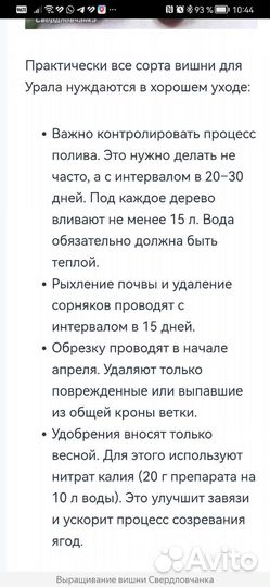 Вишня Свердловчанка