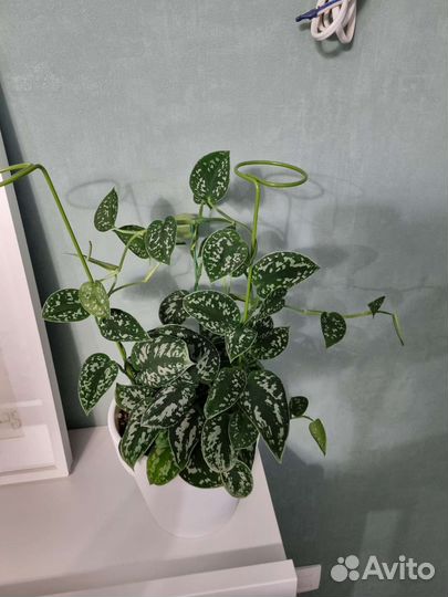 Сциндапсус аргиреус пиктус