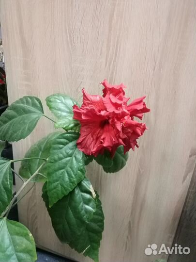 Гибискус, китайская роза