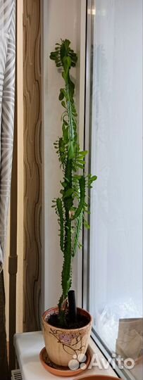 Цветок Молочай трехгранный (суккулент,кактус)