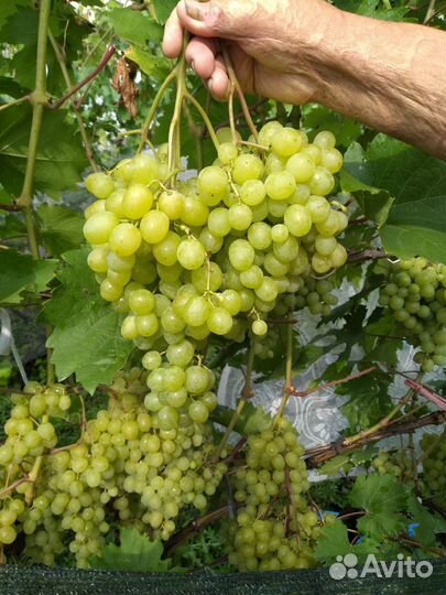 Виноград ягоды,черенки и Саженцы