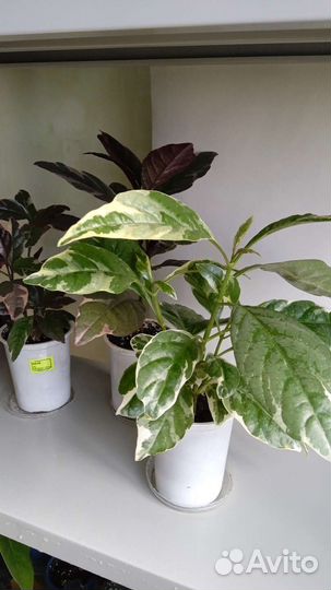 Комнатные растения цветы