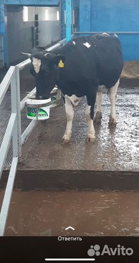 Минеральные блоки для крс