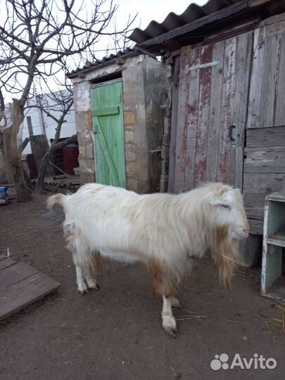 Нубийский козел на племя