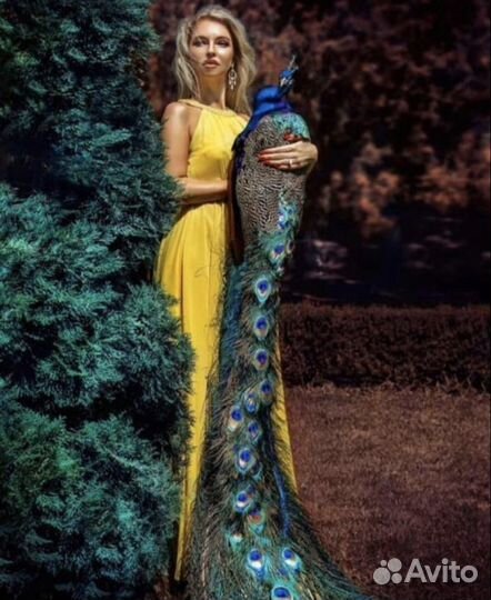 Лебеди и павлины для фото сессий и свадеб вывозим