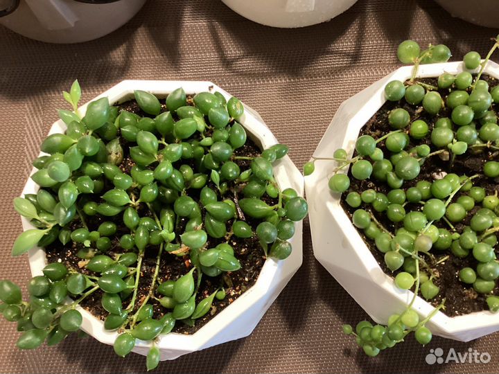 Крестовник роули