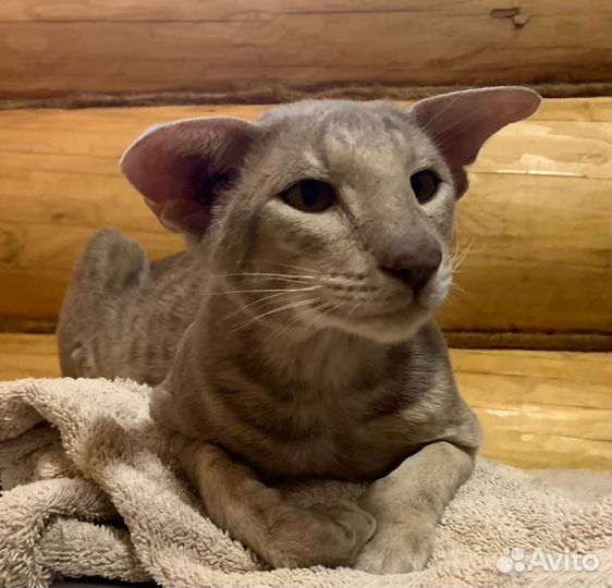 Ориентальный кот вязка