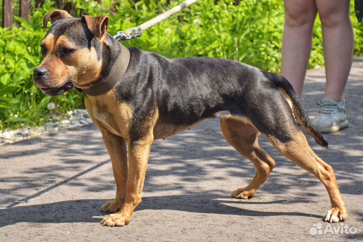 Сука питбуля в добрые руки