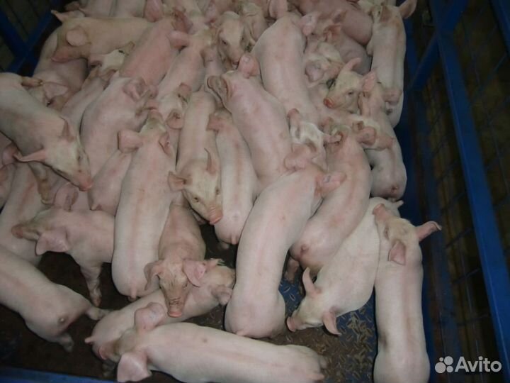 Поросята мясные