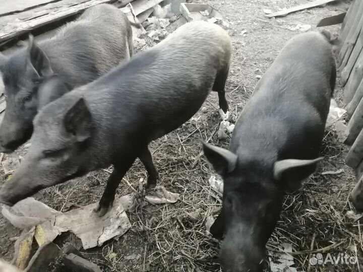Кабаны на мясо