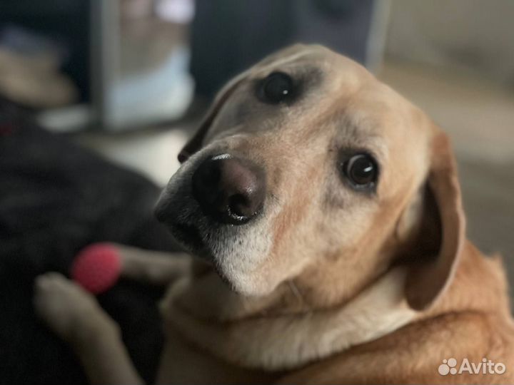 Лабрадор девочка 5 лет