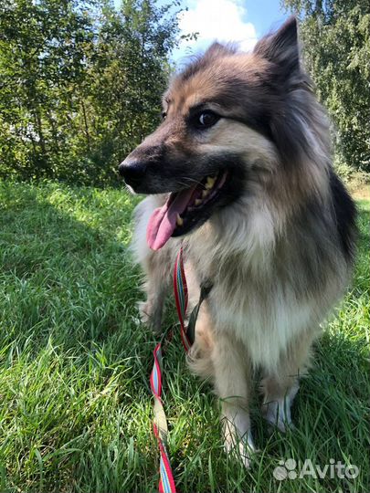 Собака в дар бесплатно из приюта ищет дом