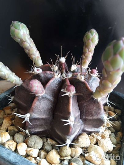 Гимнокалициум Фридриха 7/7 см. Горшок
