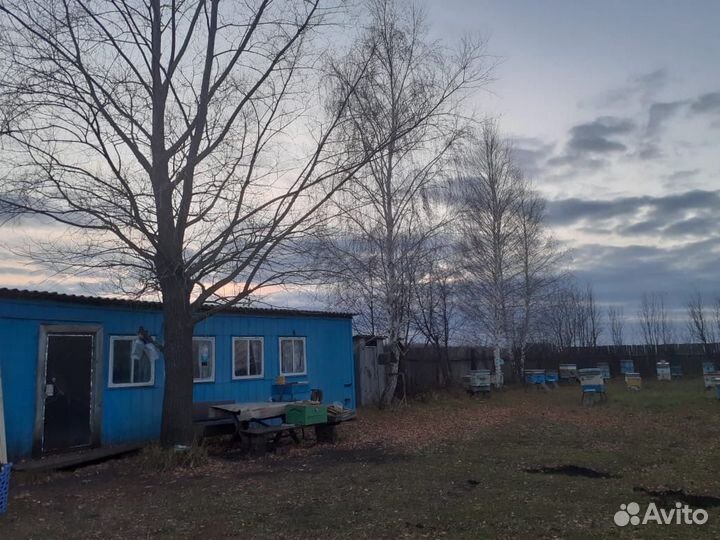 Пчелы среднерусские. Пасека.Мед