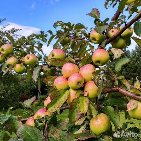 Саженцы яблоня карликовое Чудное