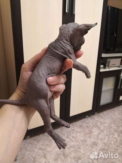 Донской сфинкс