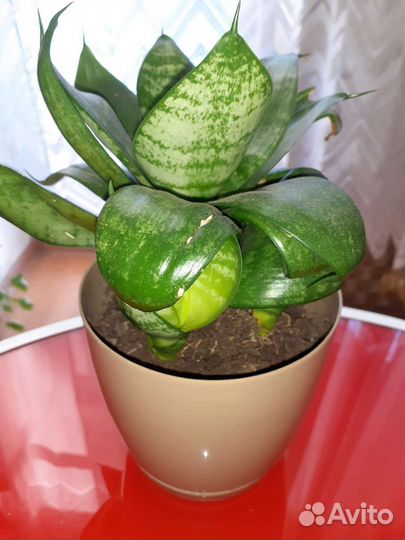 Сансевиерия ханни