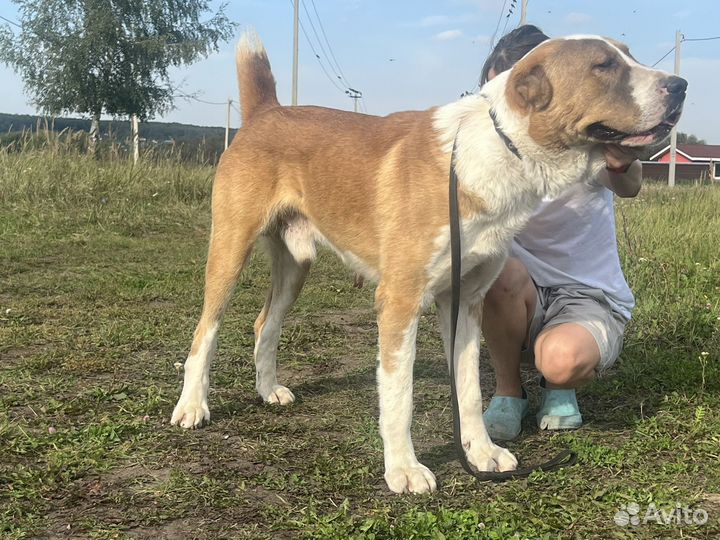 Среднеазиатская овчарка (алабай)
