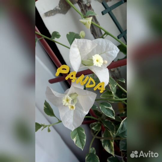 Бугенвиллия