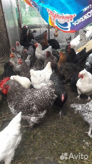 Петухи-гиганты