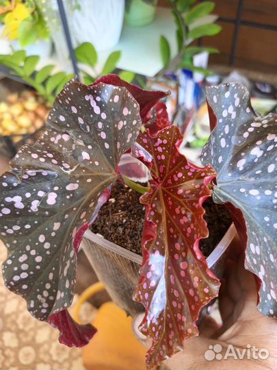 Бегония Cracklin Rosie