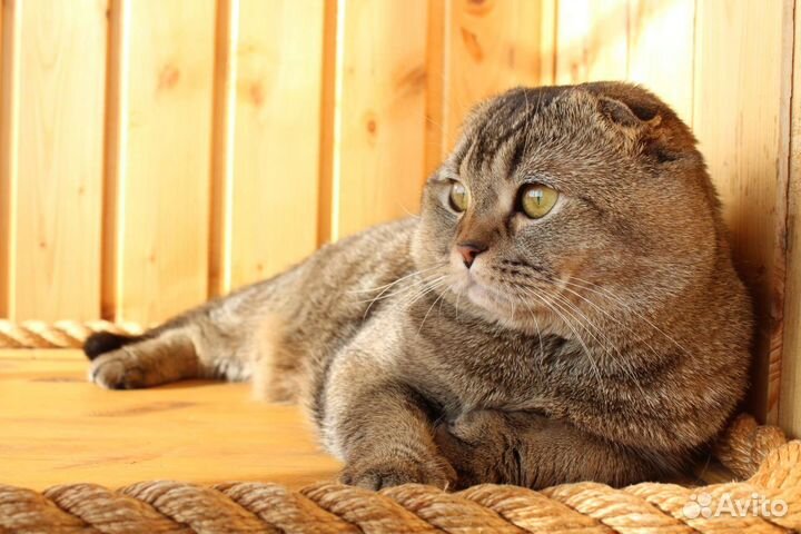 Шотландский вислоухий тикированный кот, вязка