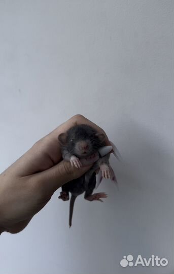 Крысята дамбо из проф. питомника