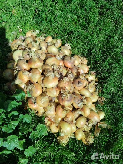 Лук репчатый, урожай 2023