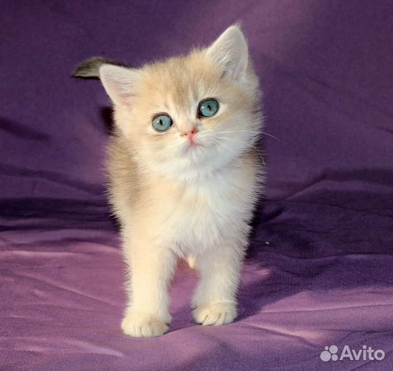 Британская шиншиллы голубое золото