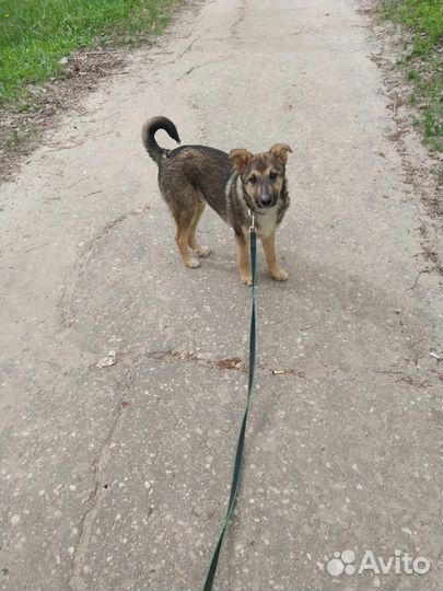 Щенок ищет любящую семью