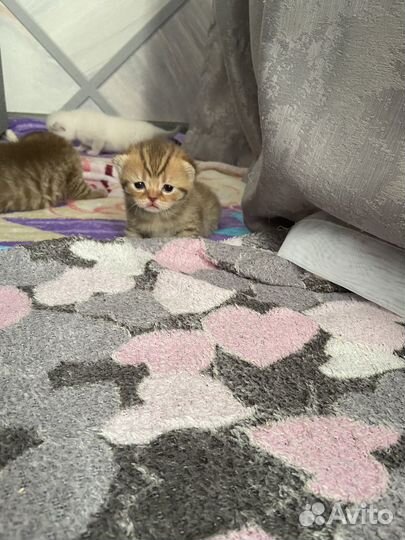 Шотландские котята