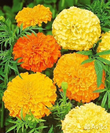 Рассада бархатцев