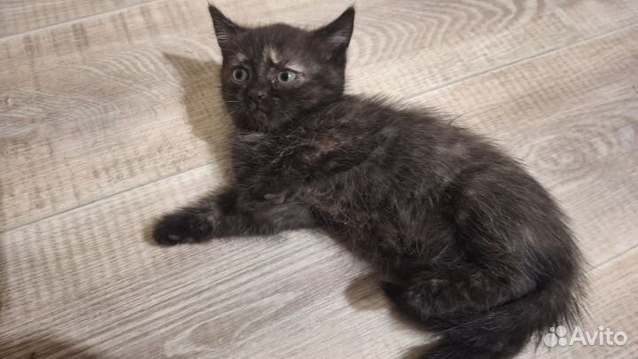 Британские котята