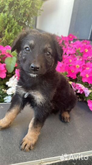 В добрые руки