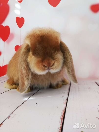 Крольчата редких окрасов