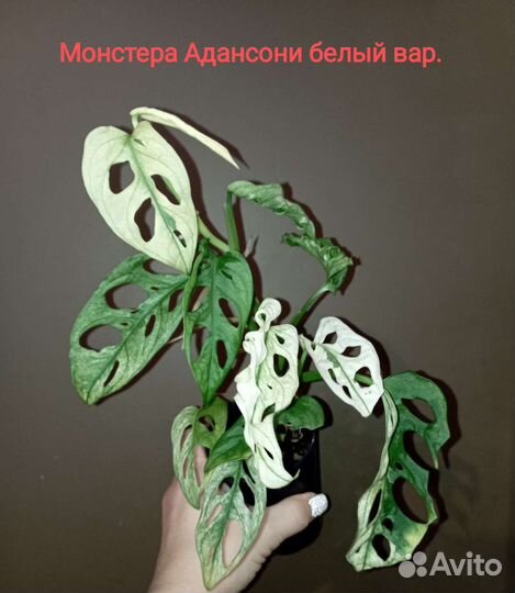 Монстера