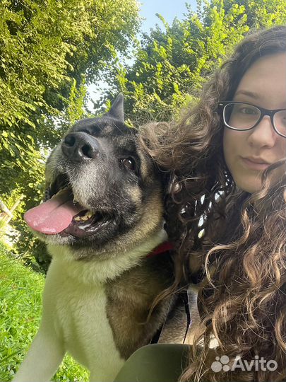 Передержка животных