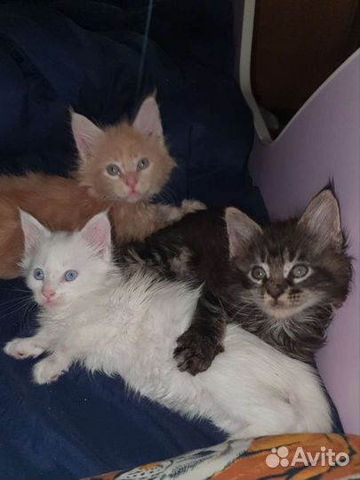 Котята мейн-кун