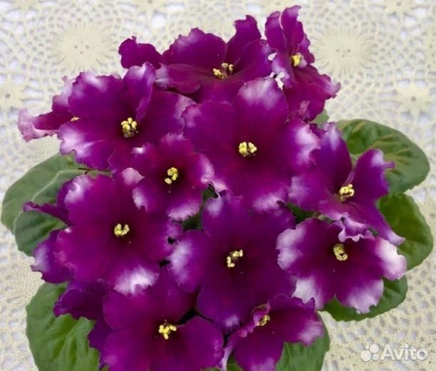 Детки и укорененные листики сортовых фиалок