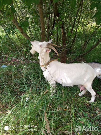 Коза дойная
