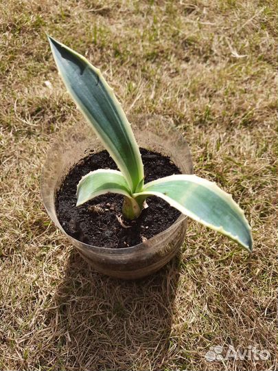 Агава американская