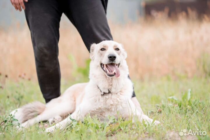 Краса ищет дом