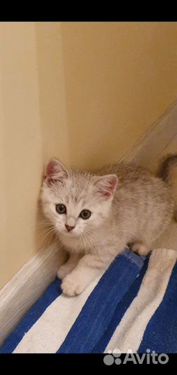 Котята Британской шиншиллы
