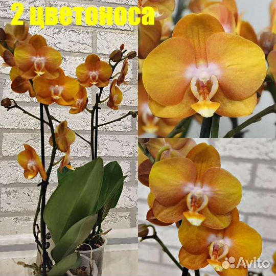 Орхидея Лас Вегас