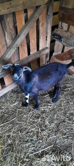 Козел на племя