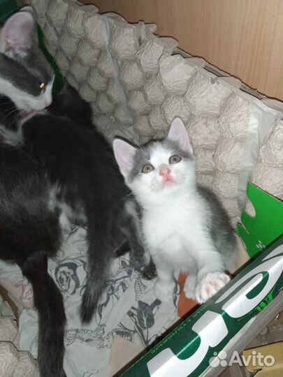 Отдам в добрые руки