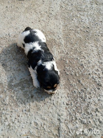 Русский спаниель