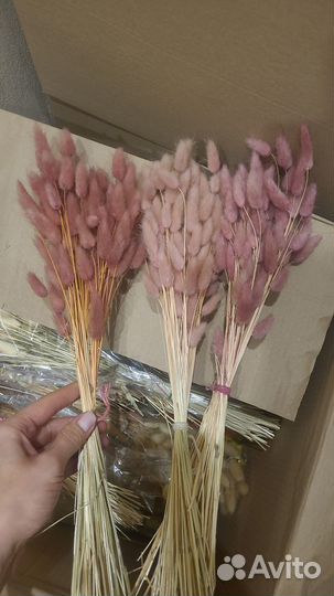 Сухоцветы лагурус. 50-55шт