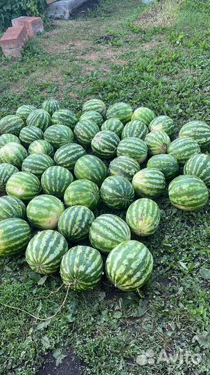 Арбуз (казахстан )
